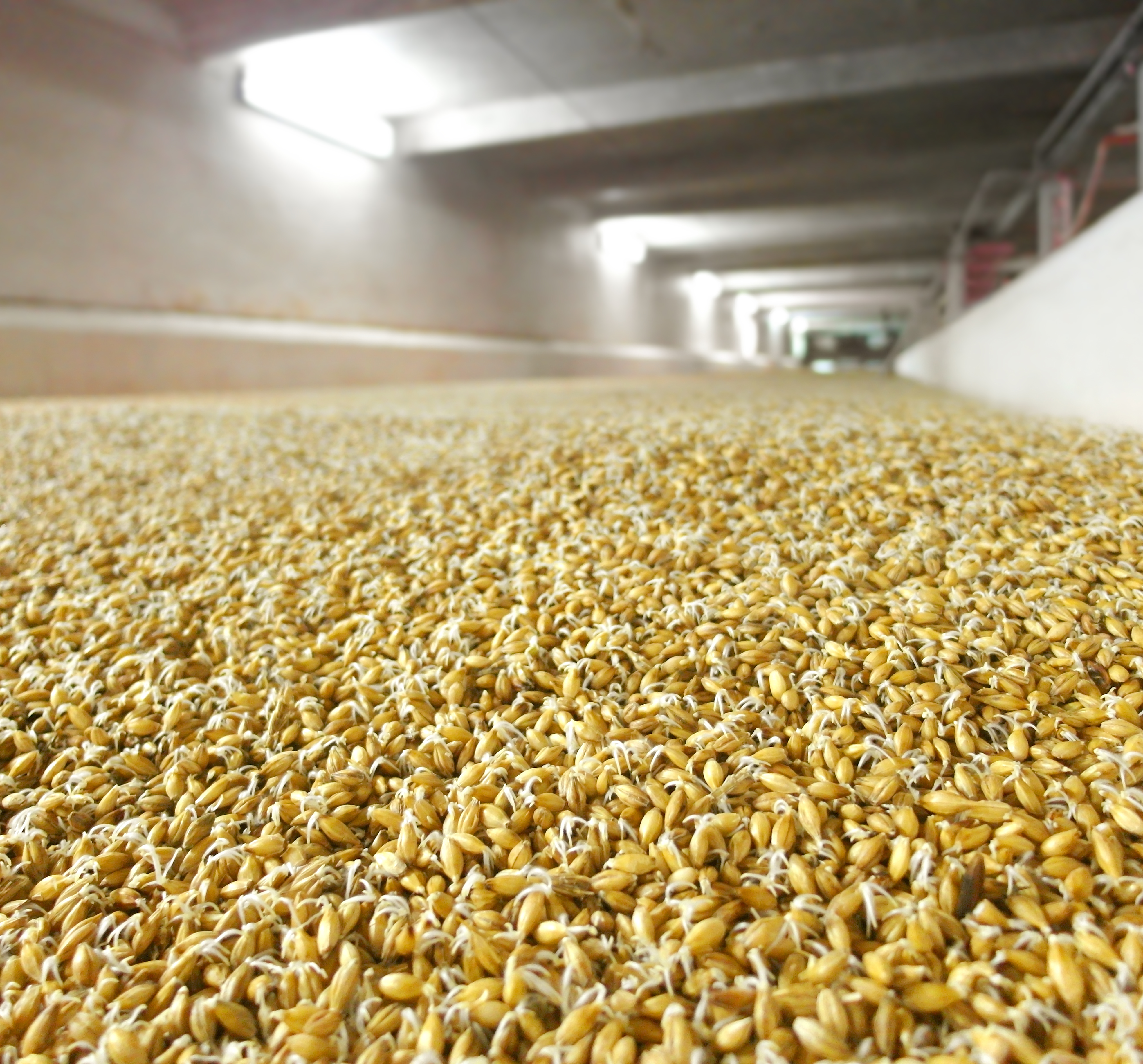 Mitsubishi Electric’s SCM system can be used to monitor fans and motors vital to the barley malting process. [Source: Mitsubishi Electric Europe B.V.]