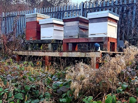 There are four beehives at Manor Mill Meadow, which all together contain half a million bees and produced 80 jars of honey last year