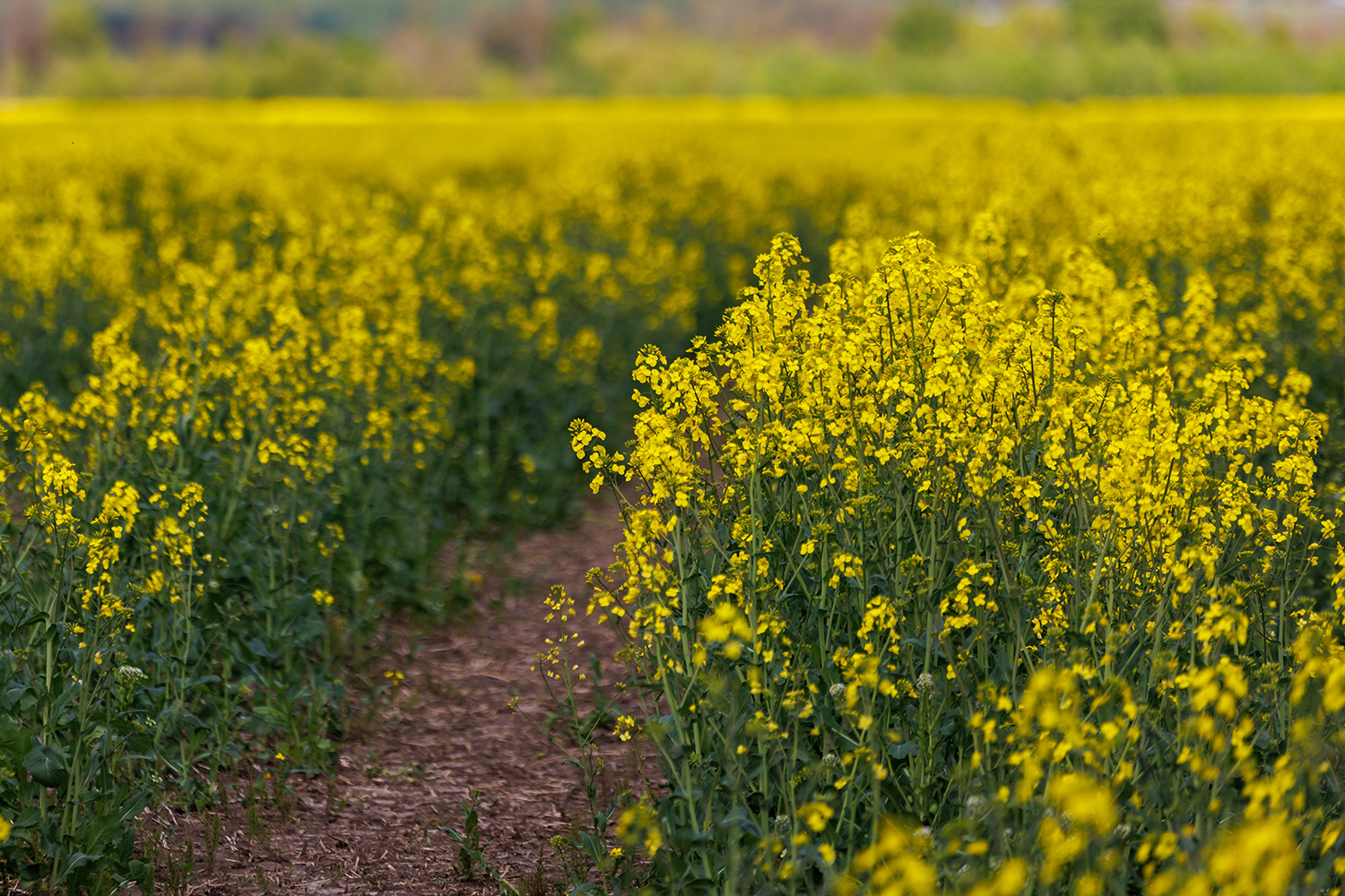 In Canada, a major oil producer is undertaking a project to use local canola oil to create renewable diesel on an industrial scale. (Image Source: shutterstock_2178886247)