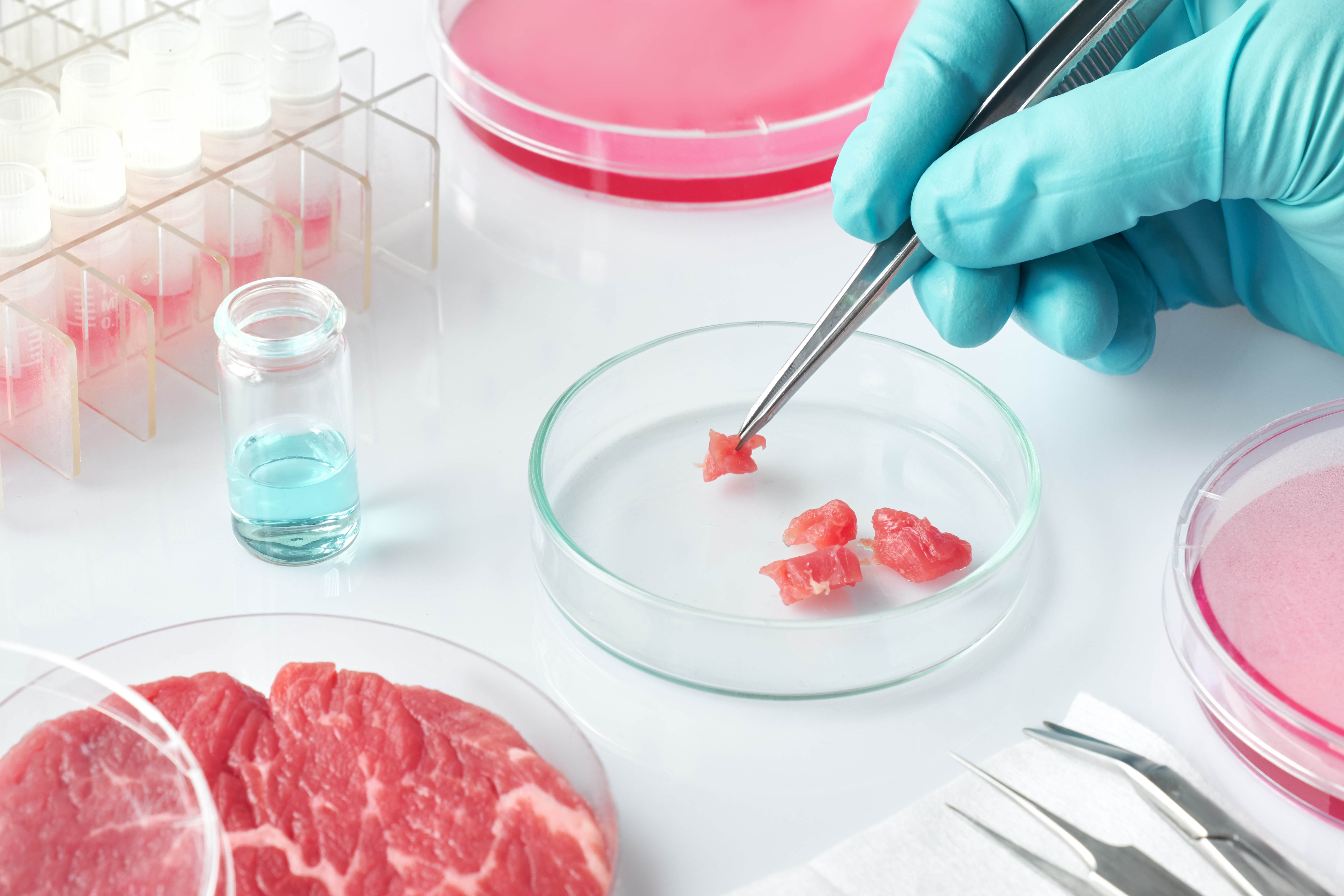 Growing cultivated meat remains at laboratory scale, and before this new food can reach the supermarket, the cost of production needs to decrease further still. (Copyright (c) 2019 tilialucida/Shutterstock)